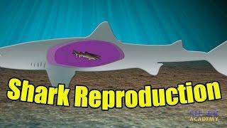 Shark Reproduction | SHARK ACADEMY