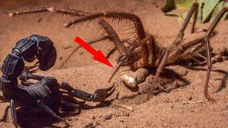 Скорпион в деле! Versus scorpion! Скорпион против пауков, крабов, богомола, сольпуги, шершня