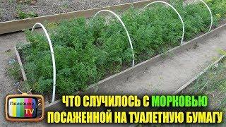 ЧТО СЛУЧИЛОСЬ С МОЕЙ МОРКОВЬЮ ПОСАЖЕННОЙ НА ТУАЛЕТНУЮ БУМАГУ