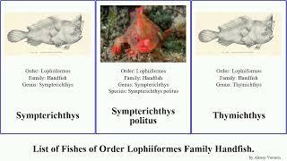 List of Fishes of Order Lophiiformes Family Handfish. Thymichthys politus Sympterichthys Hickory