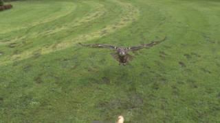 Full HD High Speed Movie - Eagleowl - Photron SA2