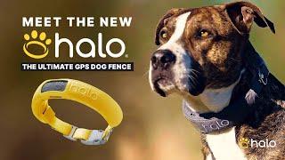 INTRODUCING THE HALO COLLAR 3 - THE ULTIMATE GPS DOG FENCE AND TRACKER