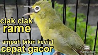 CIAK CIAK RAME  KECIAL KUNING AMPUH BIKIN CEPAT GACOR BUKA PARUH