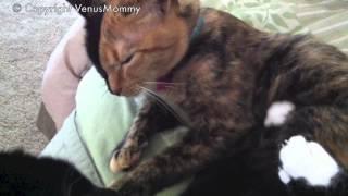 Venus the split face cat & Mojo Snuggling & being affectionate - (w/o music) SO SWEET!!!!