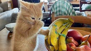 Unexpected Laugh with these Cats  Best Funny Cat Videos 2024