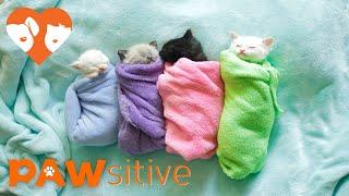 Siamese Kittens are Swaddled Purritos | PAWsitive 