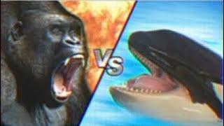 Gorilla vs Killer Whale