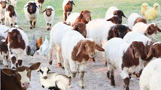 Farm animals, sheep, chicken, animal sounds, goats, sheep, animals, cow, goose, duck