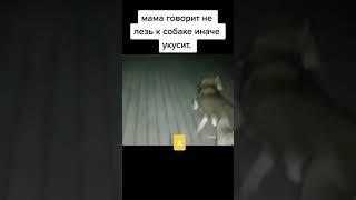 Пес, ты маму мав?