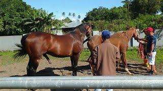 Horse and cow meting 14 July 2021 ajk 28 022