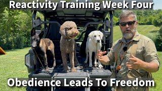 Understanding & Preventing Puppy (Dog) Reactivity Problems | Part Four