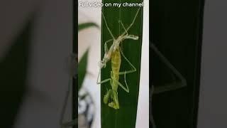 Molting Praying Mantis lose her leg