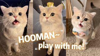 How's it like to have a Talktive Cat? Cash's meow talk COMPILATION 02 | meow__cash