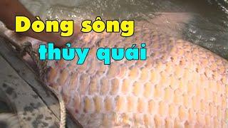 Săn cá hô sông Mekong: Vàm Nao dòng sông thủy quái