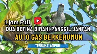 Suara Pikat trucukan betina memanggil jantan paling ampuh mendatangkan trucukan