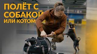 Правила полётов с собакой на авиалиниях | Аеропорт Борисполь