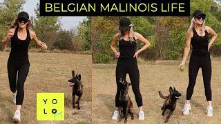 HOW TO EXERCISE WITH YOUR BELGIAN MALINOIS