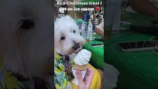 Westie ice cream McDonalds Christmas treat #mcdonalds #treat #christmas #westie