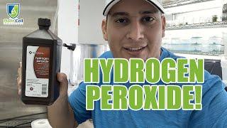 How to Germinate Seeds with Hydrogen Peroxide: A Step-by-Step Guide