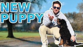 How to Train Puppy | Professional Dog Training