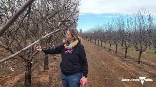 Almond plant density and light interception research