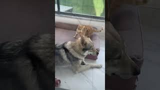 Cat and Wolf dog are play fighting!