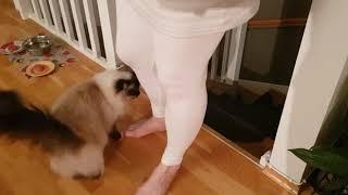 Birman cats have awesome character