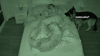 What Sleeping With Three Dogs Is Like