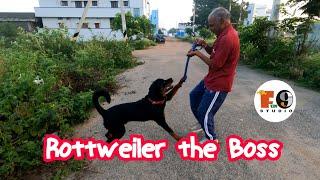 Rottweiler Training | Rottweiler the Boss | Rottweiler Best Training | Fun9 Studio