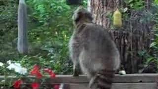 Raccoon Exploring the Deck