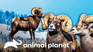 Época de apareamiento de carneros | La vida en Yellowstone | Animal Planet