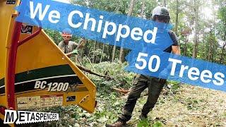 We Chipped 50 Trees