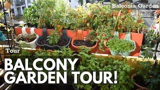 City Garden Balcony Tour July 2020  Balconia Garden