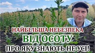 Найбільша небезпека від осоту про яку знають не усі!