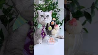 In this video, the cat is cooking with chocolate #catsofyoutube #foodlover #tiktok