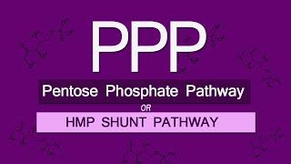 Pentose Phosphate Pathway |Simplified!| with notes | BIOVIVE