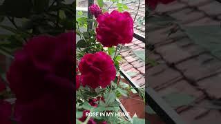 #rose in my home pot garden #beautiful #love #song #music