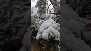 Iarna aduce o aura magica in muntii Rodnei.#mountains #nature #winter