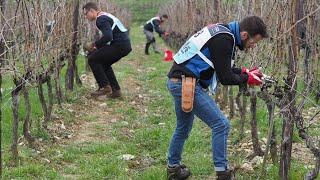 The Simonit & Sirch Pruning Festival 2024 - Festival del Potatore