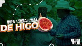 Tierra Fértil Tv-Manejo y comercialización de higo  (29.06.24)