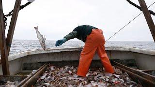 Atlantic Canada cod stock looks to be revived after 30 years