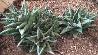 HAWORTHIA LIMIFOLIA (SUKULENT) BITKISI BAKIMI