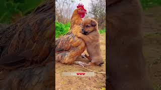 Puppy and puppy friend . A beautiful moment #1511 - #shorts - #Chodat tv