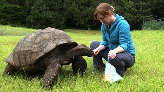 Riesenschildkröte feiert 190. Geburtstag | AFP