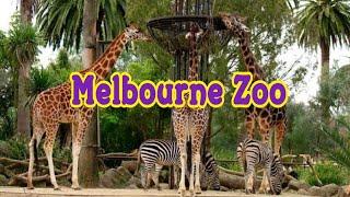 Melbourne Zoo 