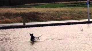 Bingo enjoying floods at Weston Shore