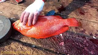 Red fish cutting