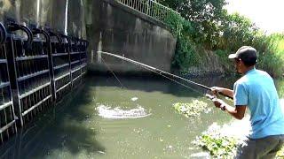 SURE IS STRONG ... Rampage of BIG Tilapia makes my fishing rod BROKEN | Fisht for large Tilapia