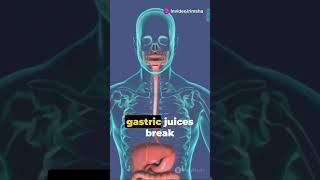 Journey Through the Human Digestive System: Breaking Down Food and Absorbing Nutrients