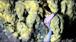 A  True Miracle in Postojna Cave - Proteus anguinus laying eggs in the public